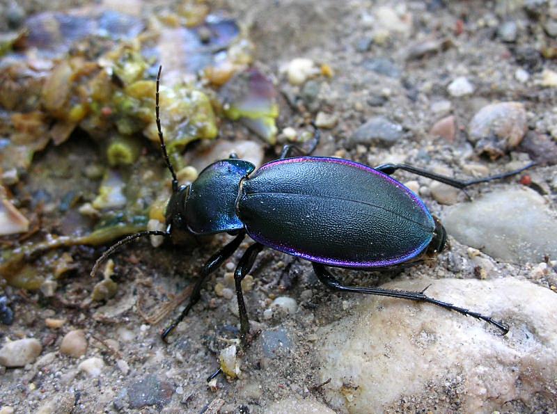 Carabus germarii